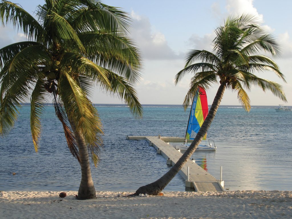 Palm trees in front of dock and ocean