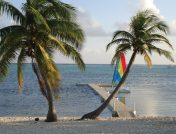 Palm trees in front of dock and ocean