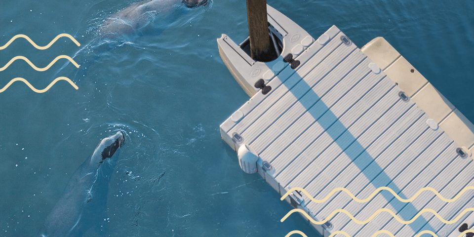 Sea Lions and EZ Dock